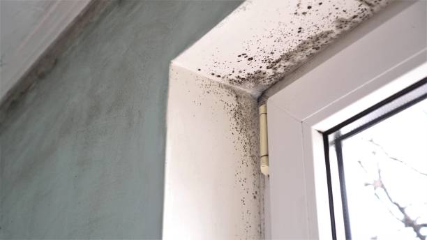 Best Mold Damage Repair  in Reedsburg, WI
