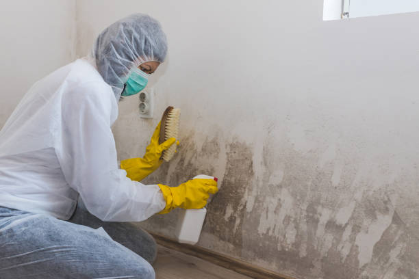 Professional Mold Removal in Reedsburg, WI