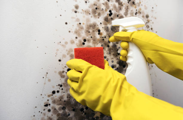 Best Attic Mold Removal  in Reedsburg, WI